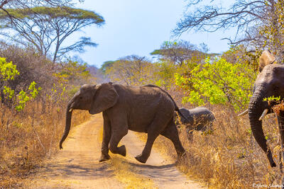 Katavi-Elephant Crossing Road