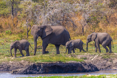 Katavi-Elephant Family
