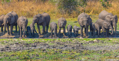 Katavi-Elephant Herd Drinking