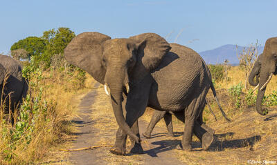 Katavi-Elephant in Front