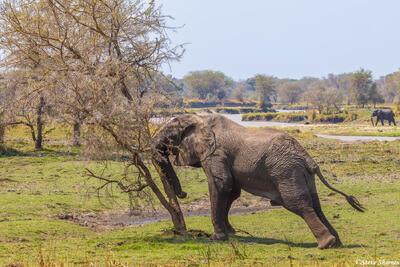 Katavi-Elephant Pushing Tree