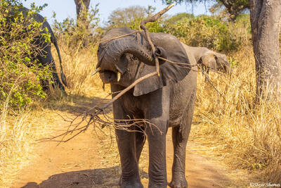 Katavi-Elephant Swinging Branch