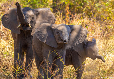 Katavi-Elephant Trunks Up