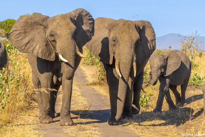 Katavi-Elephants Blocking Road