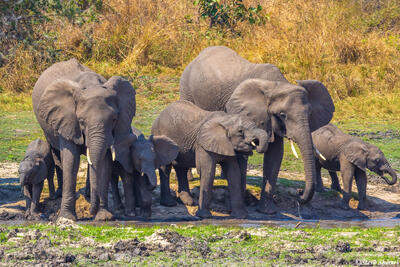 Katavi-Elephants Drinking