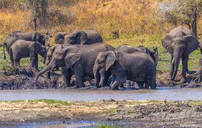 Katavi-Elephants in Mud