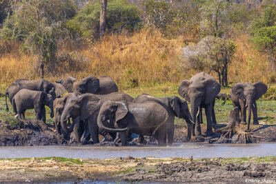 Katavi-Elephants Love Mud