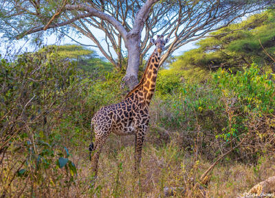 Katavi-Giraffe by Tree
