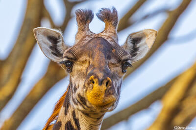 Katavi-Giraffe Portrait