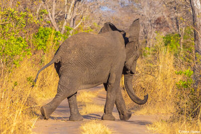 Katavi-Hustling Elephant