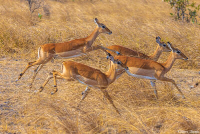 Katavi-Impalas Running
