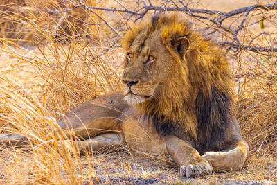 Katavi-Lion in Grass