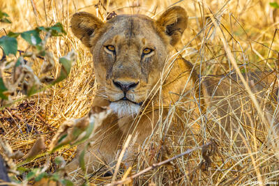 Katavi-Lioness Portrait
