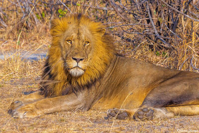 Katavi-Male Lion