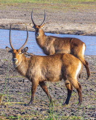 Katavi-Male Waterbucks