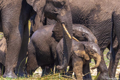 Katavi-Muddy Elephant Calves