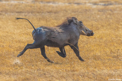 Katavi-Running Warthog