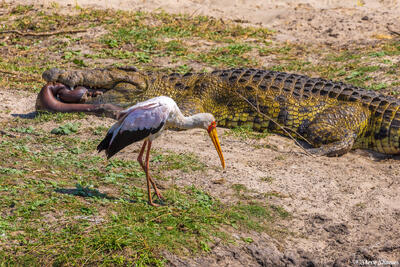 Katavi-Stork Crocodile