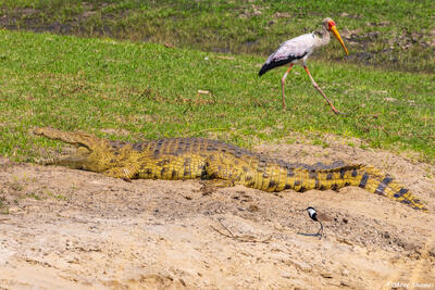 Katavi-Stork With Crocodile