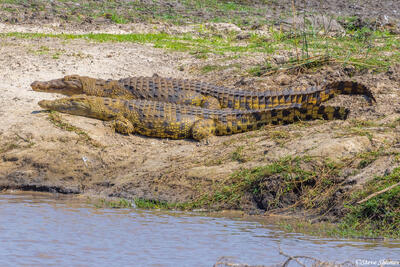 Katavi-Sunning Crocodiles