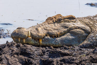 Katavi-Toothy Crocodile