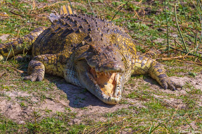 Katavi-Yawning Crocodile