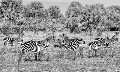 Katavi-Zebra Herd