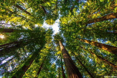 Lady Bird Johnson Grove