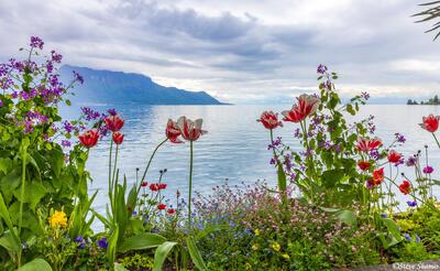 Lake Geneva Flowers