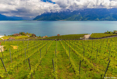 Lake Geneva Vineyard