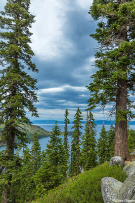 Lake Tahoe Through Trees