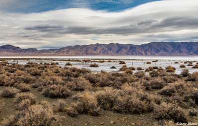 Lake Winnemucca Scene