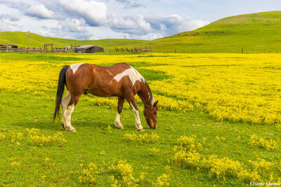 Latrobe Road Horse
