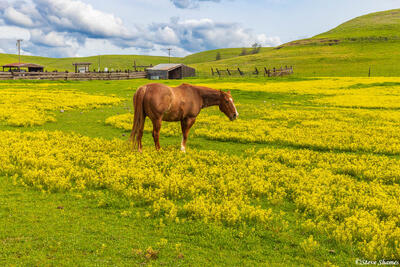 Latrobe Road Springtime