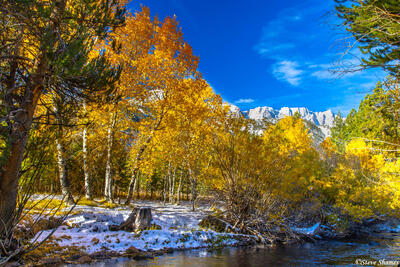 Lee Vining Creek Fall Colors