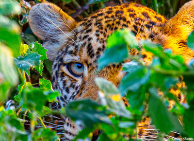 Leopard Through Leaves
