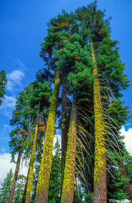 Lichen Covered Trees