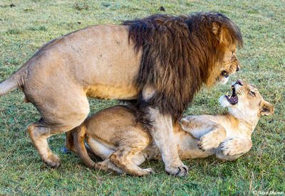 Lion Honeymoon