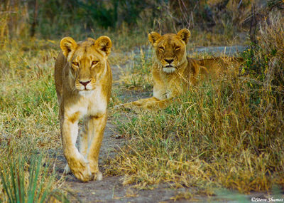 Lioness Walking