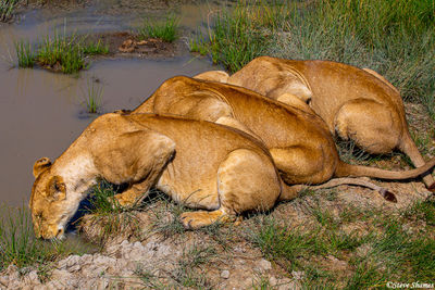 Lionesses Having a Drink