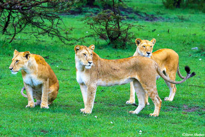 lionesses Looking Around