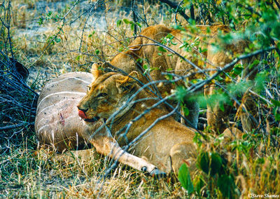 Lions Eating Kudu