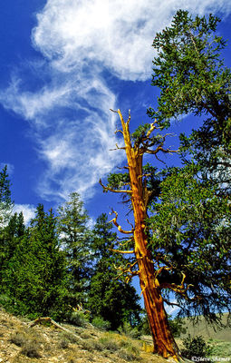 Lone Bristlecone Pine Tree