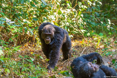 Mahale Big Chimp Walking