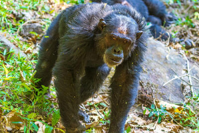 Mahale Chimp Walking