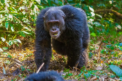 Mahale Chimpanzee Approaching