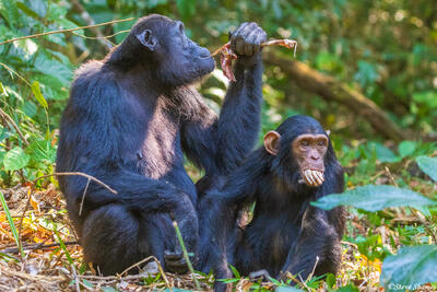Mahale Chimps Eating Monkey