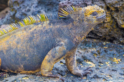 Marine Iguana