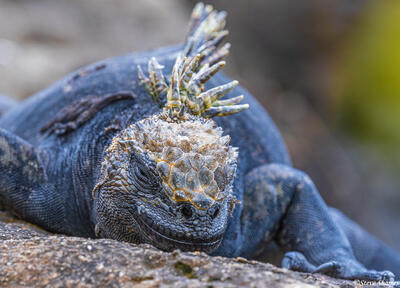 Marine Iguana Close Up
