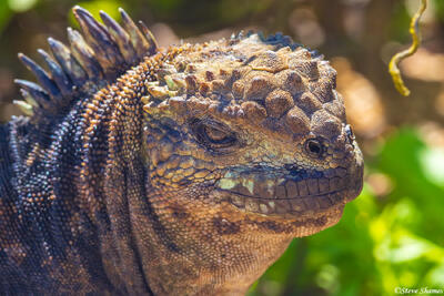 Marine Iguana Face